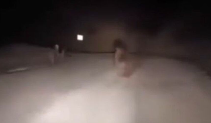 Yolda Giderken Ayı İle Karşılaştı