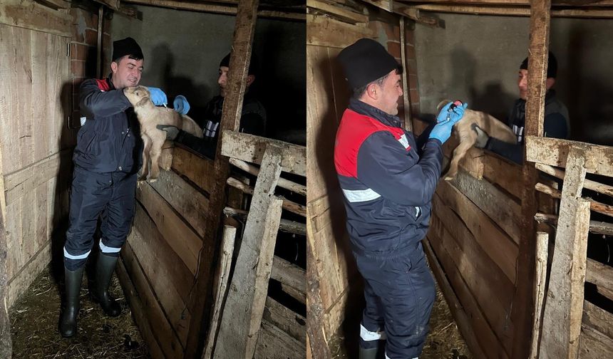 Küçükbaş Hayvanlar Kayıt Altına Alınarak Aşılanıyor