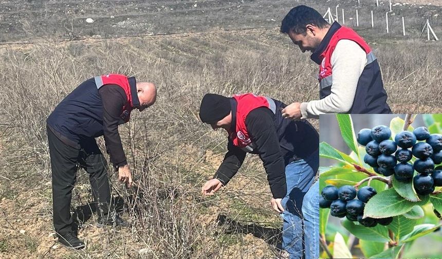 Alternatif Tarım Ürünü Aronya Çiftçilerin Yüzünü Güldürecek