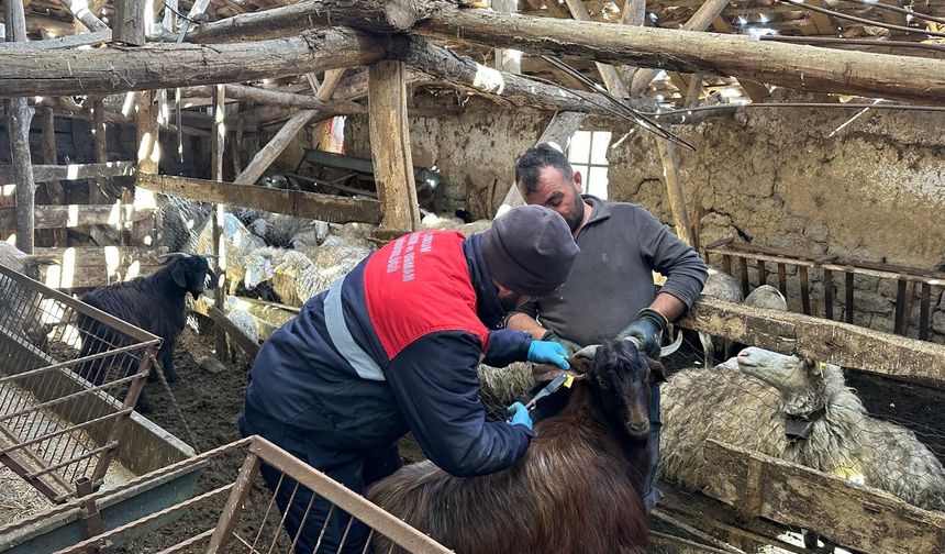 Bulaşıcı Hastalık Riskine Karşı Küçükbaş Hayvanlar Aşılanıyor