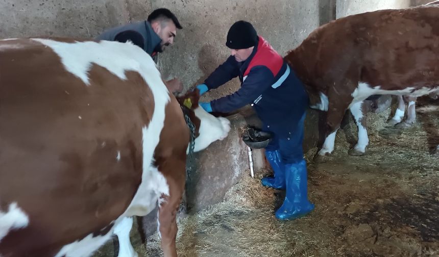 Hastalıkların Yayılmasını Önlemek İçin Aşı Ve Küpeleme Çalışmaları Sürüyor