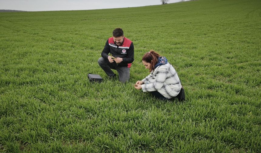 Tarla Faresi Zararına Karşı Ekipler Sahada!