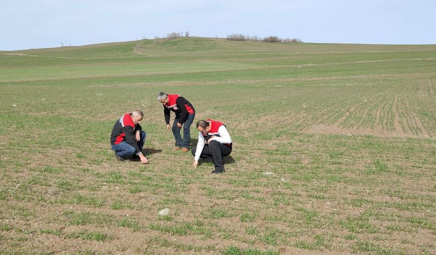 Hububat Üretiminde Verim Ve Kaliteyi Artırmak İçin Ekipler Sahada