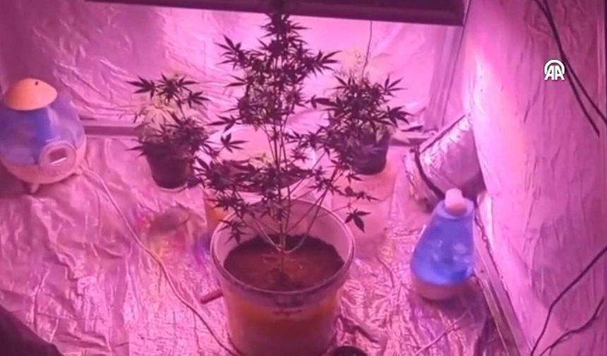 Zehir Tacirleri Sınır Tanımıyor! Üretim İçin Sera Kurdukları Yer Şok Etti