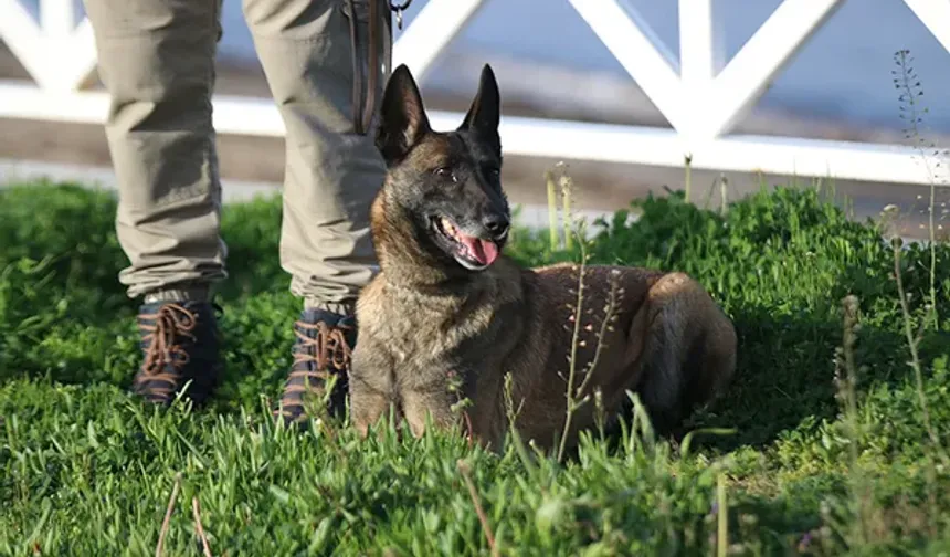 Zincirsiz Köpek Sahibine Rekor Ceza!