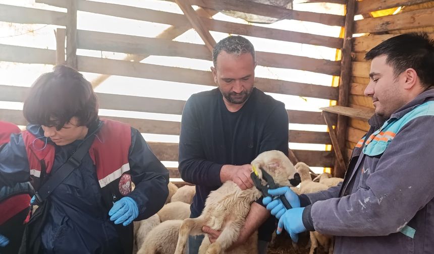 Sungurlu’da Küçükbaş Hayvan Sağlığı İçin Ekipler Sahada