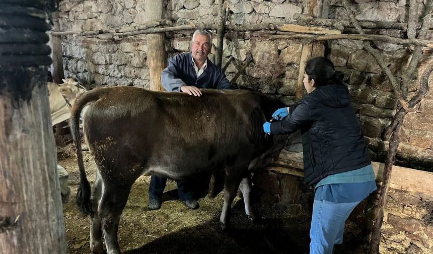 Boğazkale’de Hayvan Sağlığı İçin Aşılama Çalışmaları Sürüyor