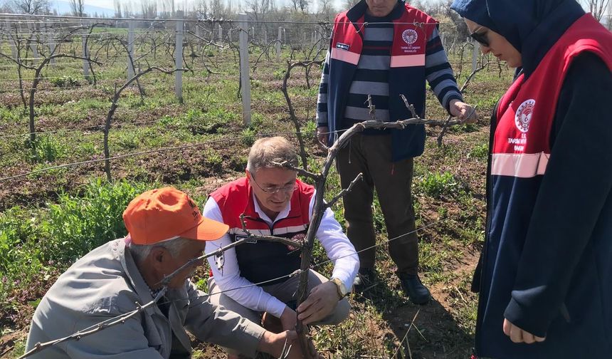 Bağlarda Budama ve Bakım Çalışması