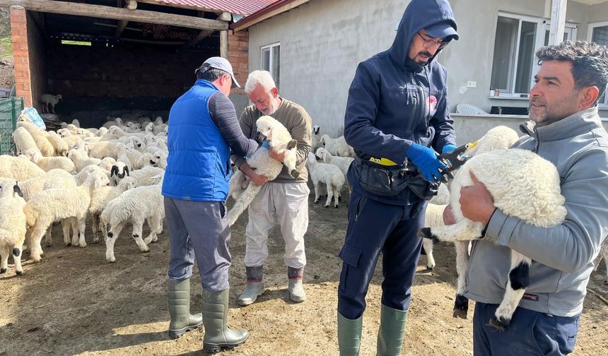 Mecitözü’nde Aşılama ve Küpeleme Çalışmaları Sürüyor