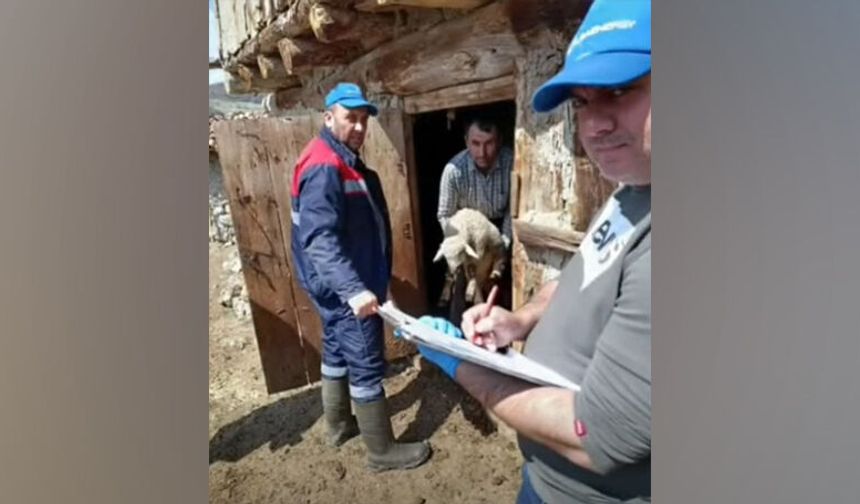 Zorlu Araziye Rağmen Hayvan Varlığı Kayıt Altına Alındı