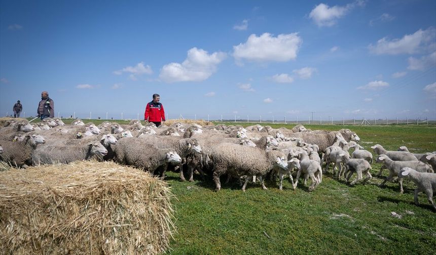 Kırsalda Yeni Fırsat: Devletten Hem Hayvan Hem De Maaş Desteği
