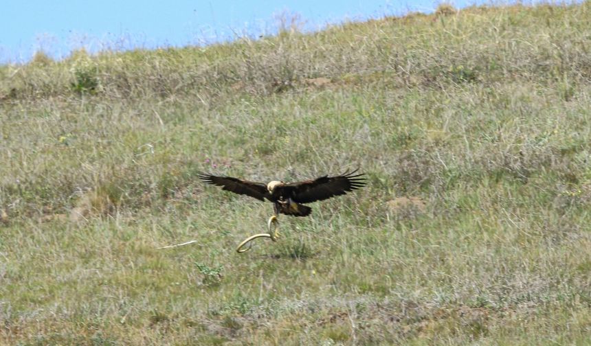 Doğanın Kralı Çorum’da!
