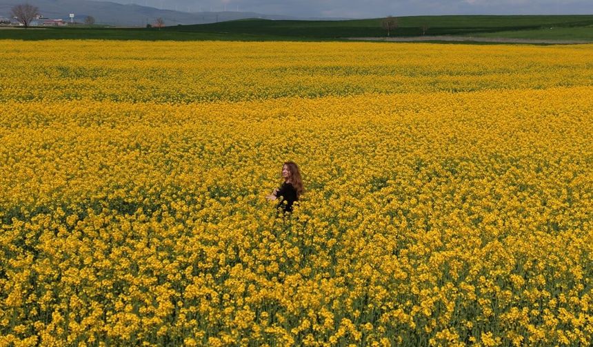 Sarıya Boyanan Kanola Tarlaları Görsel Şölen Sunuyor