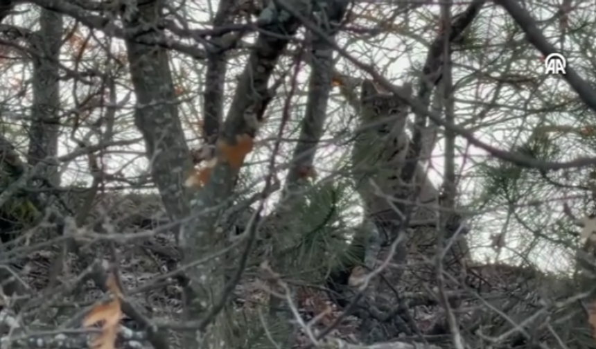 12 Şubatta Görüntülenmişti, Tekrar Ortaya Çıktı