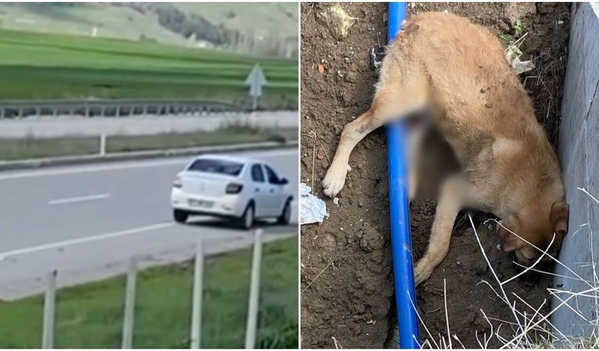 Çarpıp Kenara Çekti, Yoluna Devam Etti: Köpek Hayatını Kaybetti