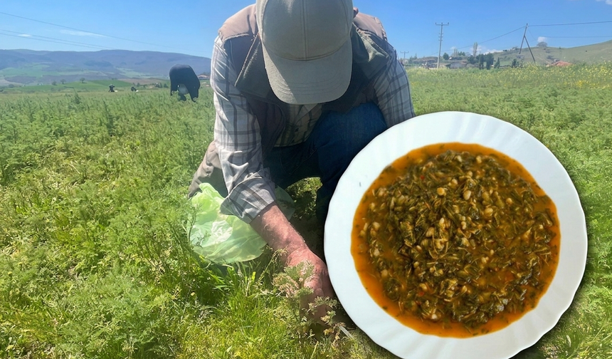 Tarladan Sofraya Şifa: Madımak İçin Yoğun Mesai