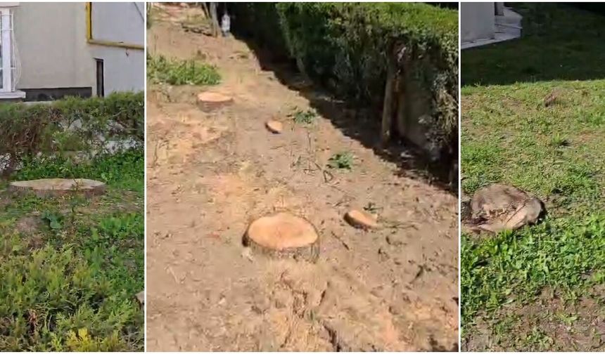 Sessiz Sakin Ağaç Kesimi İddiası: Mahalleli Tepkili