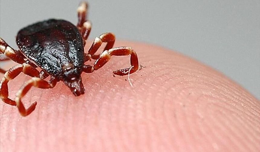 Havalar Isındı Kabus Geri Döndü! Ölüm Haberi Tokat'tan Geldi