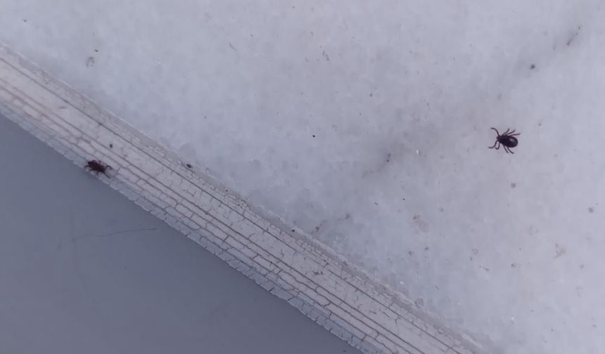 Havalar Isındı, Ortaya Çıktı! Çorum’da Kene Alarmı