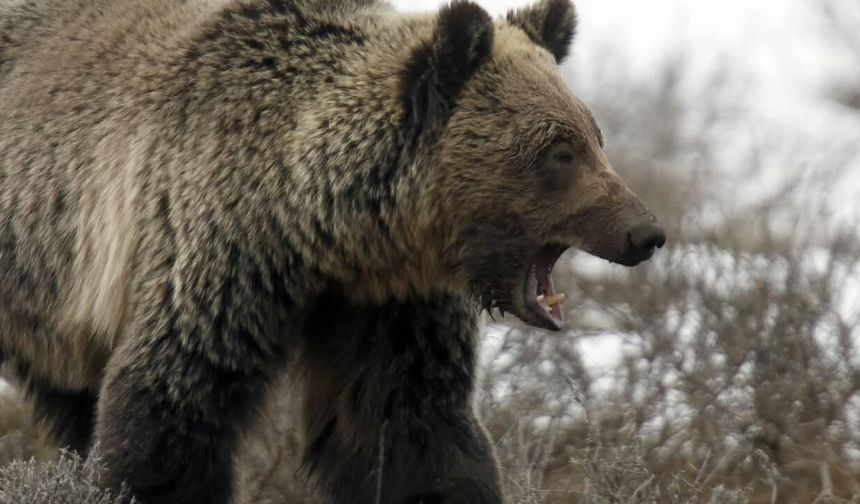 Çorum’da Ayı Paniği! Ayıyı Görünce Şoka Girdi, Dili Tutuldu