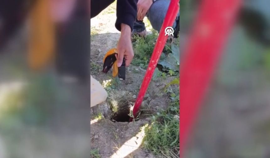 Kaz Yavrusu İçin Ekipler Seferber Oldu