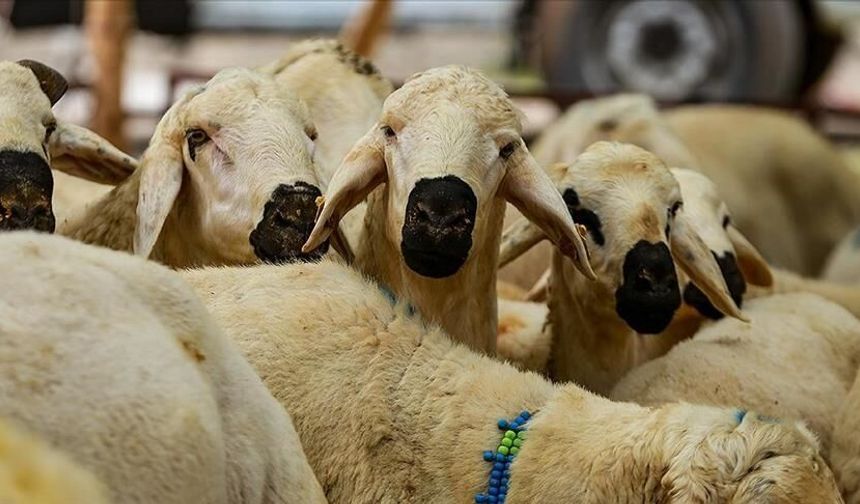 “Kurbanlarımız Çorumlu Kardeşlerimize” Kampanyası Sürüyor