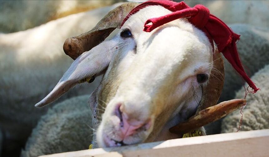 Çorum’da Kurban Kesim Elemanı Kursu Açılıyor