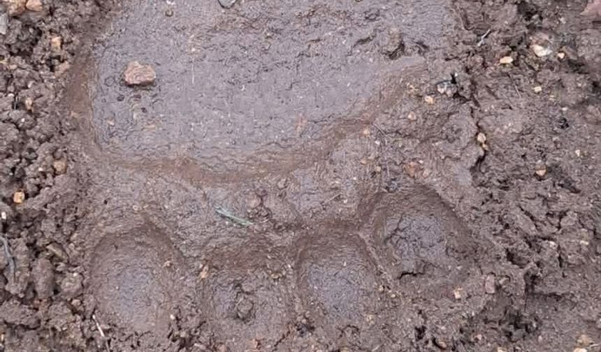 Çorum’da Ayı Ayak İzleri Görüldü! Geçen Haftada Vatandaşla Karşılaşmıştı