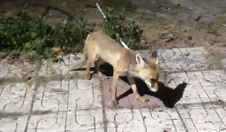 Çorum'da Aç Kalan Tilkiyi Elleriyle Besledi