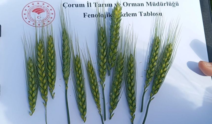 Çorum’da İlk Kez Ekildi! Sonuçlar Umut Verdi