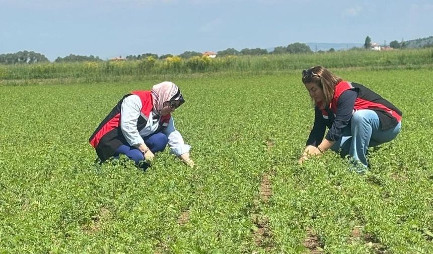 Nohut Ekili Alanlarda Teknik Kontroller Yapıldı