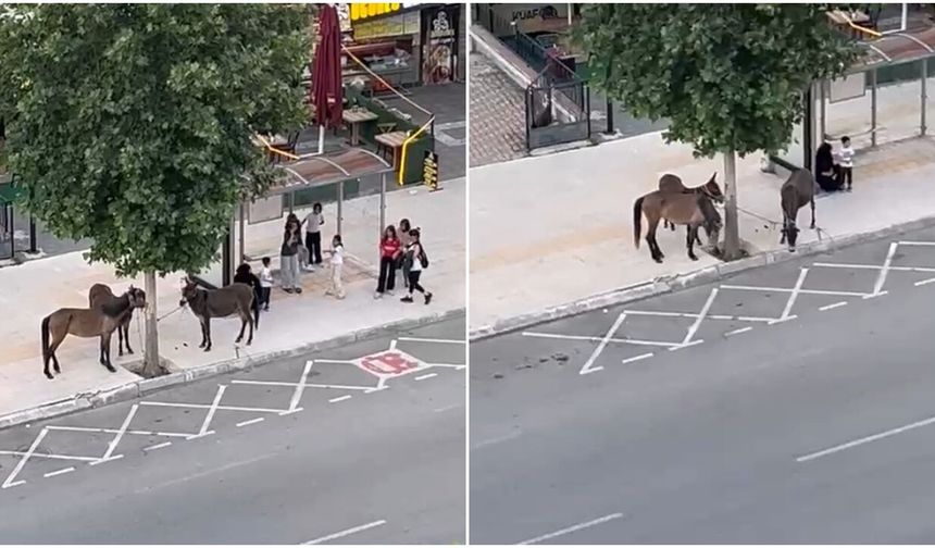 Vatandaşlar Yakaladı, Salatalık Vererek Sakinleştirdi