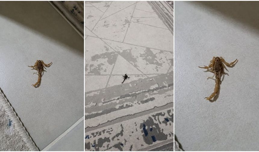 TOKİ'de Yeni Tehlike Akrepler! Mahalle Sakinlerinden Çağrı