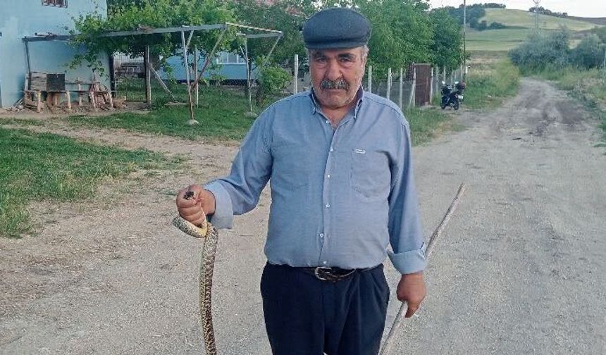 Tavuk Kümesine Giren Yılan Yakalandı