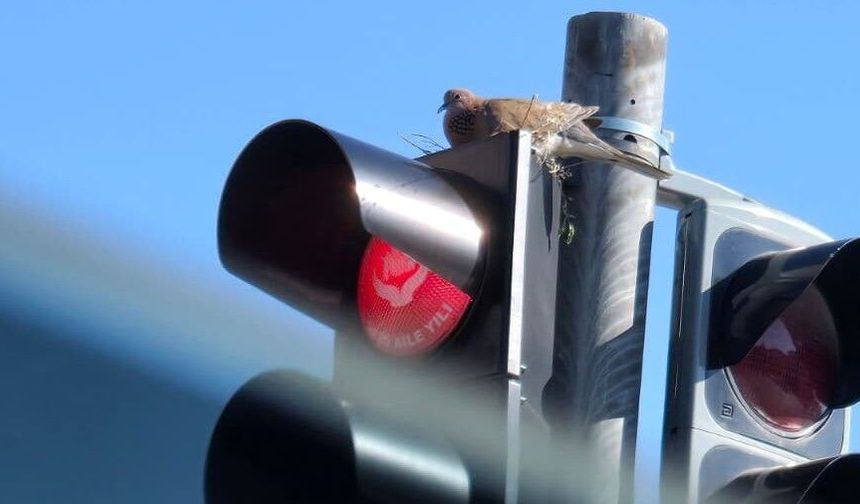 Trafik Işıklarında Sıcacık Bir Yuva