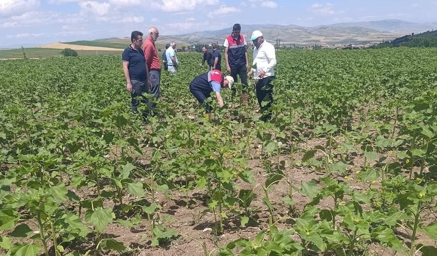 Domuz Alarmı, Ayçiçeği Tarlalarında Büyük Zarar!