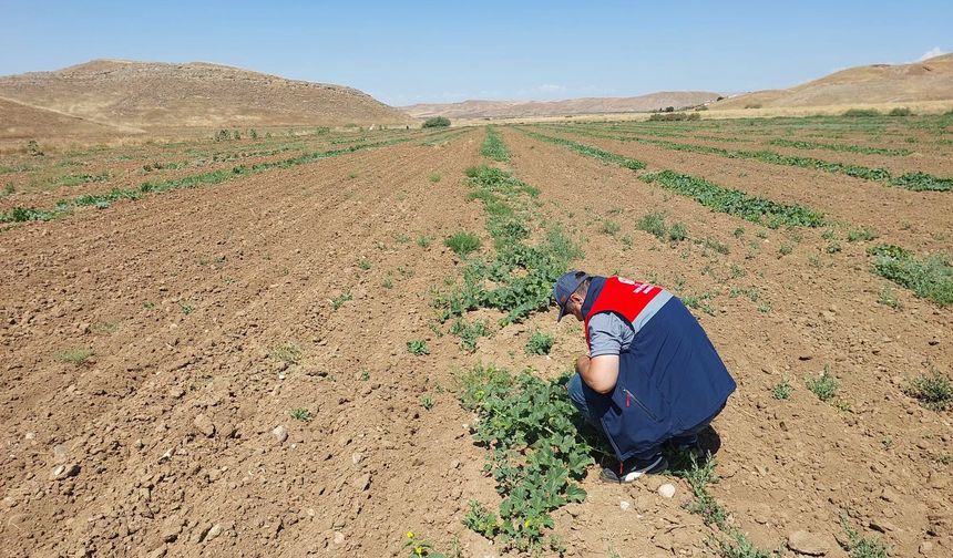 Kavun Tarlalarında Hastalık Alarmı! Ekipler Sahaya İndi