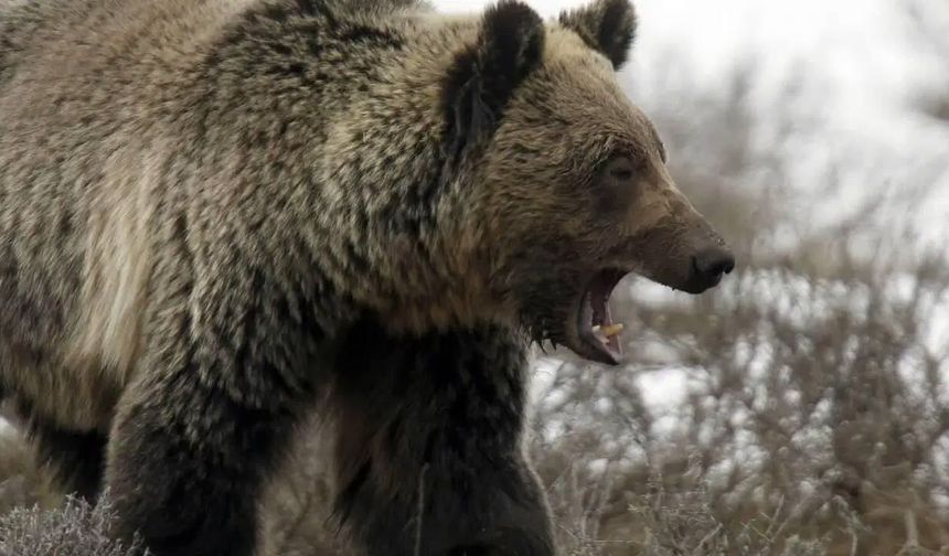 Çorum'da Ayı Dehşeti! Bahçesini Sularken Saldırıya Uğradı