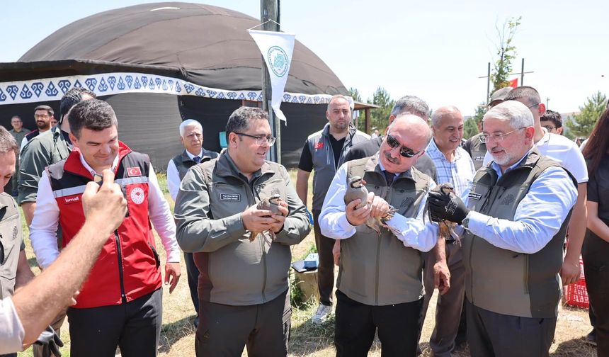 Çorum'da Kene İle Doğal Mücadele: Yüzlerce Keklik Doğaya Salındı