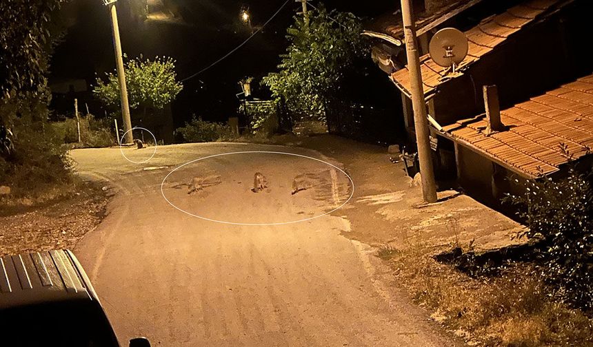 Tavuklarını Yiyen 4 Tilkiye Bakın Ne Yaptı