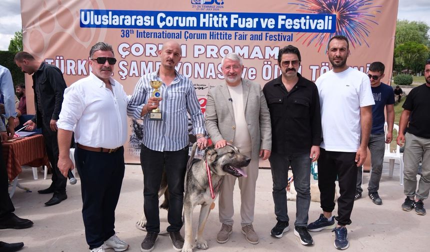 Çorum'da Türk Çoban Köpekleri Görücüye Çıktı