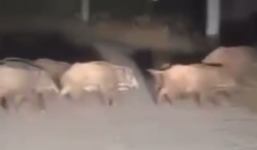 Çorum'da Mahalleye Domuz Sürüsü İndi! Vatandaşlar Tedirgin