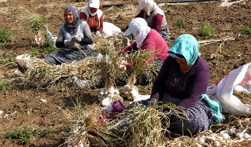 Çorum'un Coğrafi İşaretli Sarımsağında Hasat Başladı