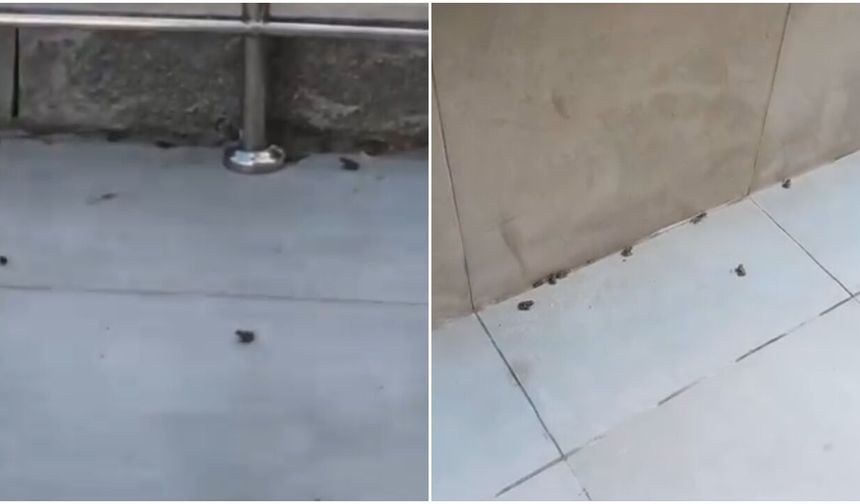 Kurbağalar Apartmanı İstila Etti, Vatandaş Dert Küpü!