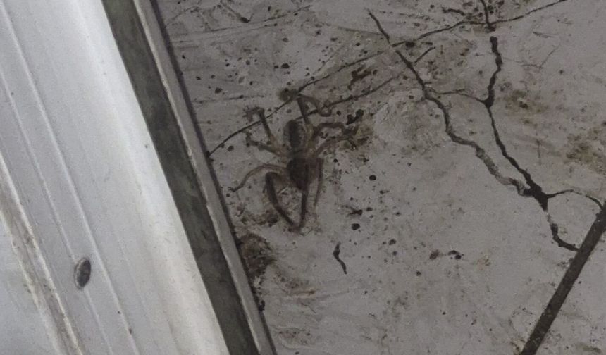 Çorum'da "Sarıkız Örümceği" Görüntülendi