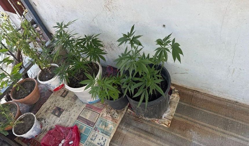 Evde 21 Kök Kenevir Ele Geçirildi, Şüpheli Gözaltında