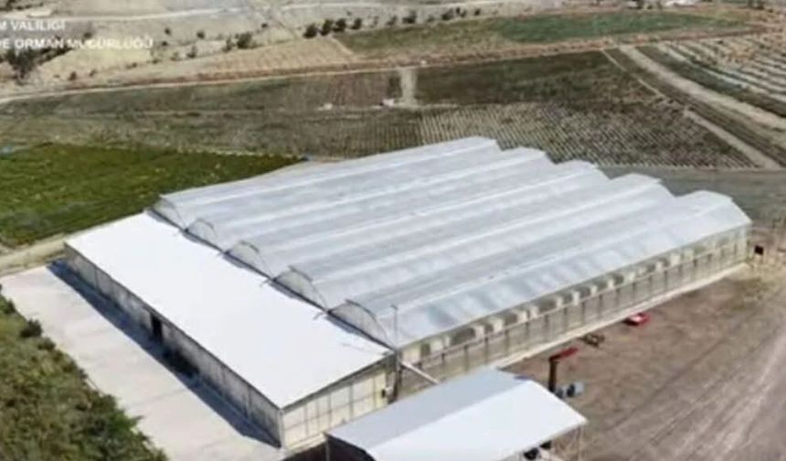 Dodurga’da Yılda 5 Milyonun Üzerinde Sertifikalı Fide Üretiliyor