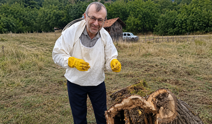 Çürük Meşe Kütüğünden 8 Kilo Bal Çıktı