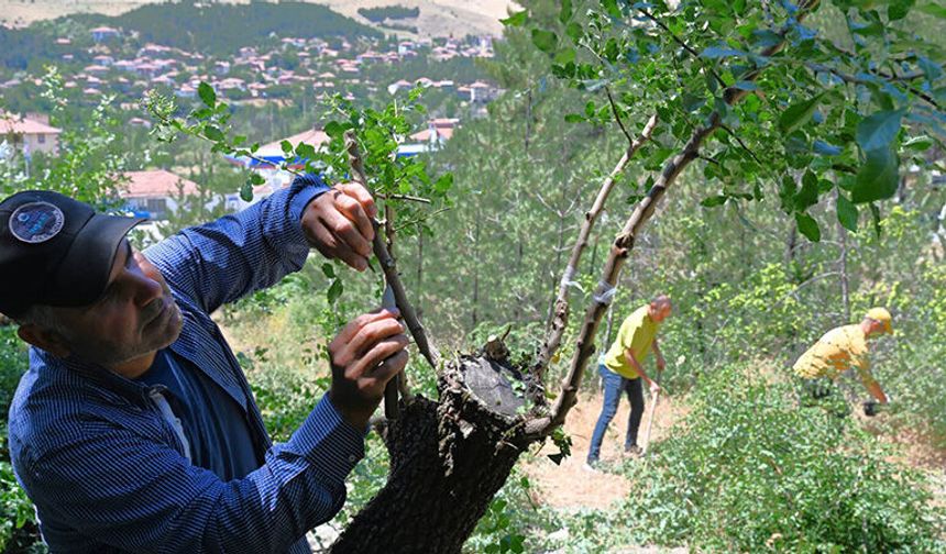 İskilip Ormanları Gelir Kapısı Olacak