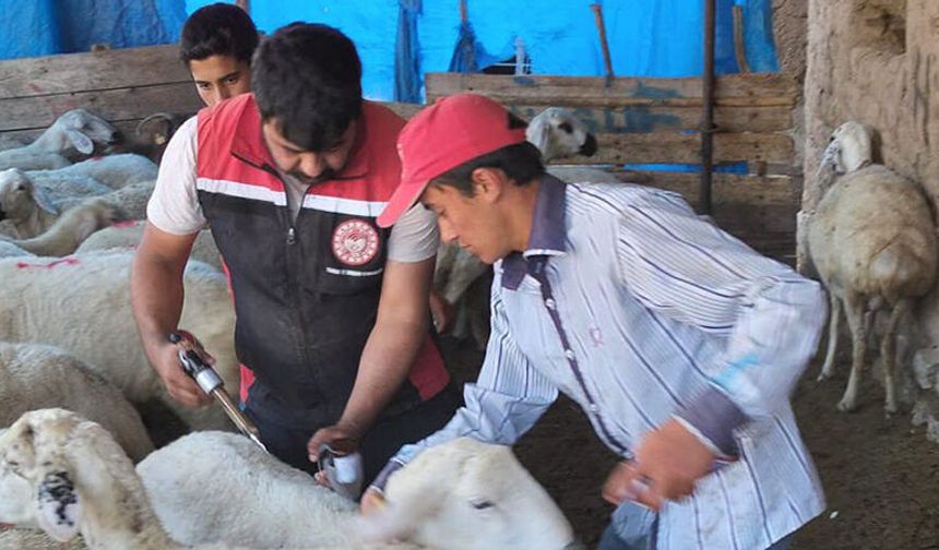 Küçükbaş Hayvanlarda Aşılama Ve Küpeleme Çalışmaları Devam Ediyor
